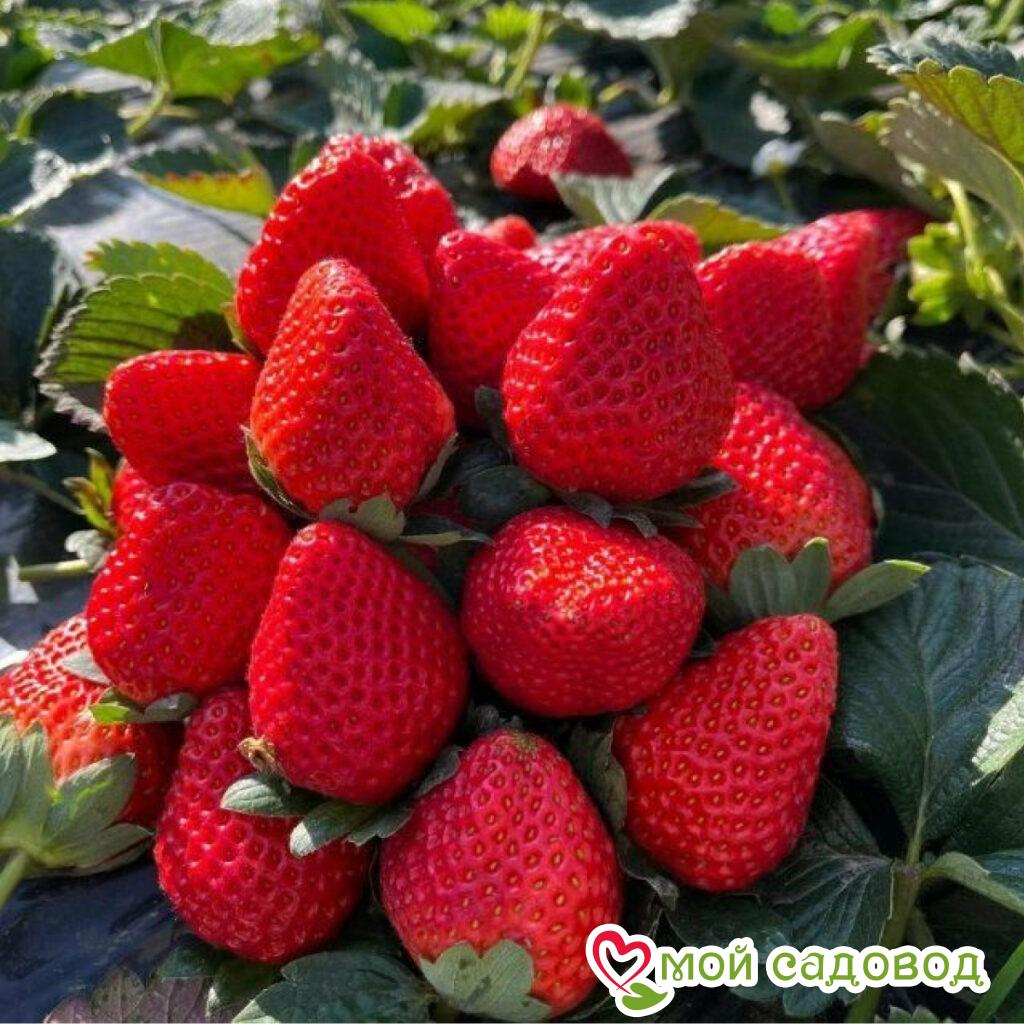 Клубника Ред Никс